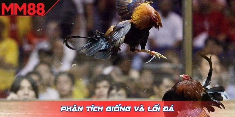 Phân tích giống và lối đá