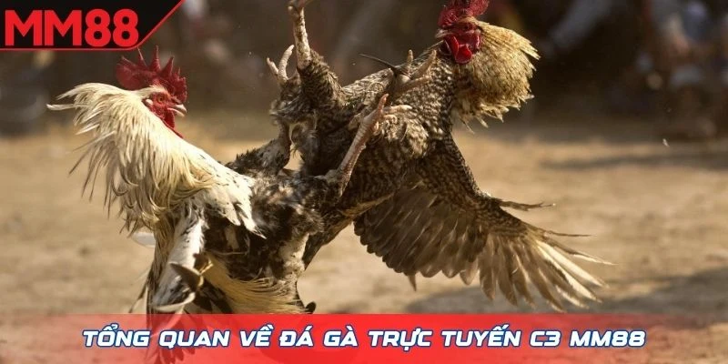Tổng quan về Đá Gà trực tuyến C3 MM88