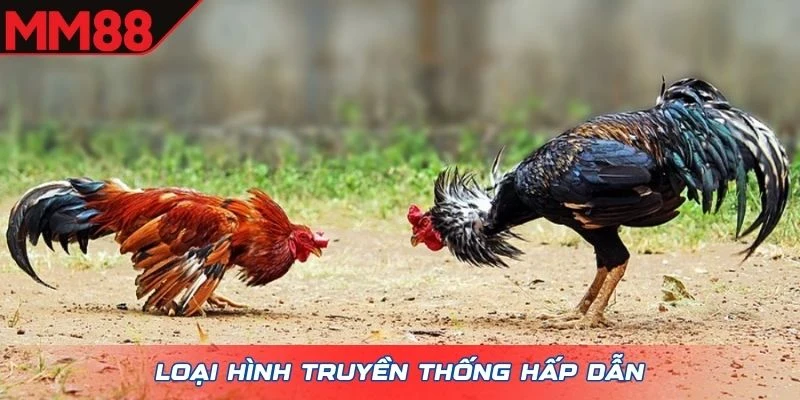 Loại hình truyền thống hấp dẫn
