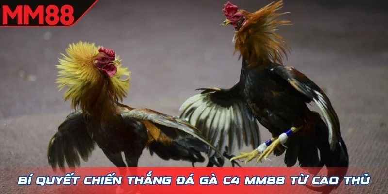 Bí quyết chiến thắng đá gà C4 MM88 từ cao thủ