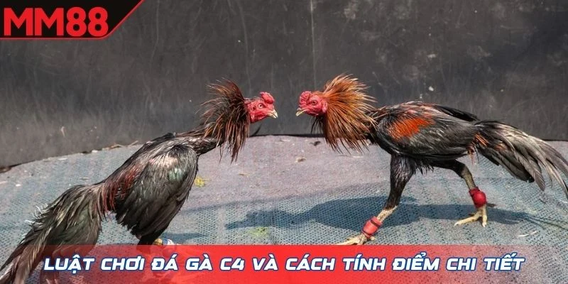 Luật chơi đá gà C4 và cách tính điểm chi tiết