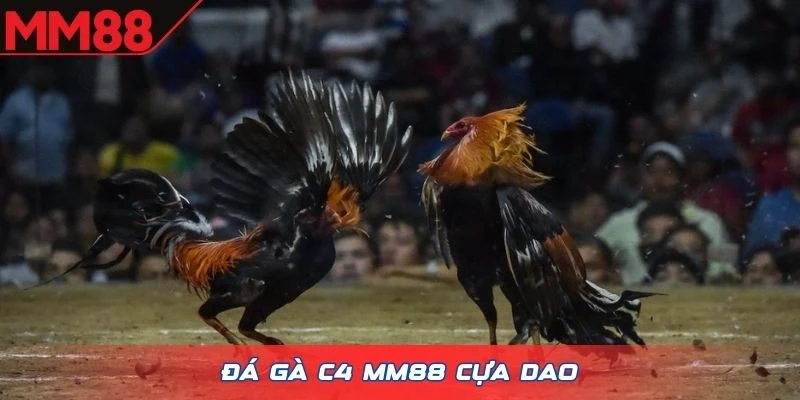 Đá gà C4 MM88 cựa dao
