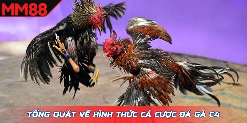 Tổng quát về hình thức cá cược đá gà C4