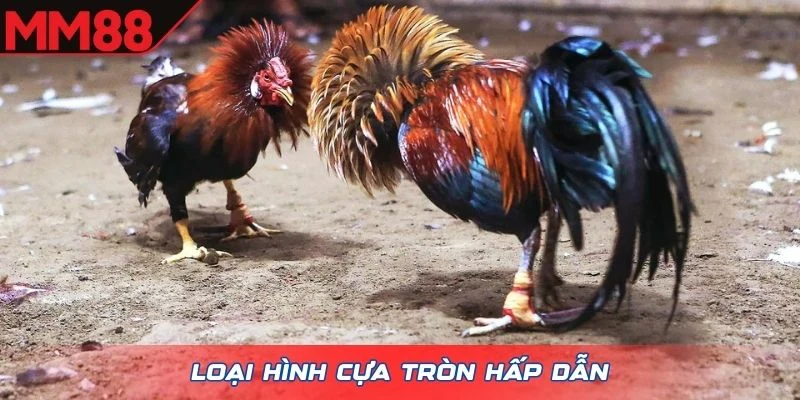 Loại hình cựa tròn hấp dẫn